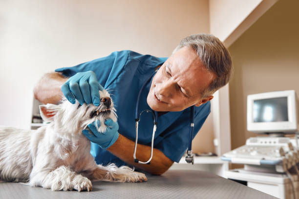  West Liberty, OH Emergency Dentist Pros